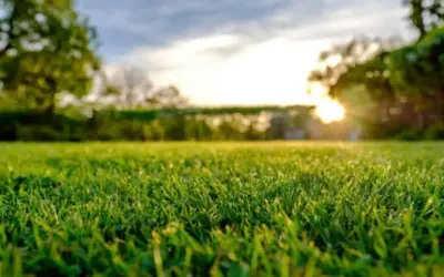 Thinking You Want A Landscaping Business? Instead Consider A Lawn Care Business Opportunity For Your Next Venture